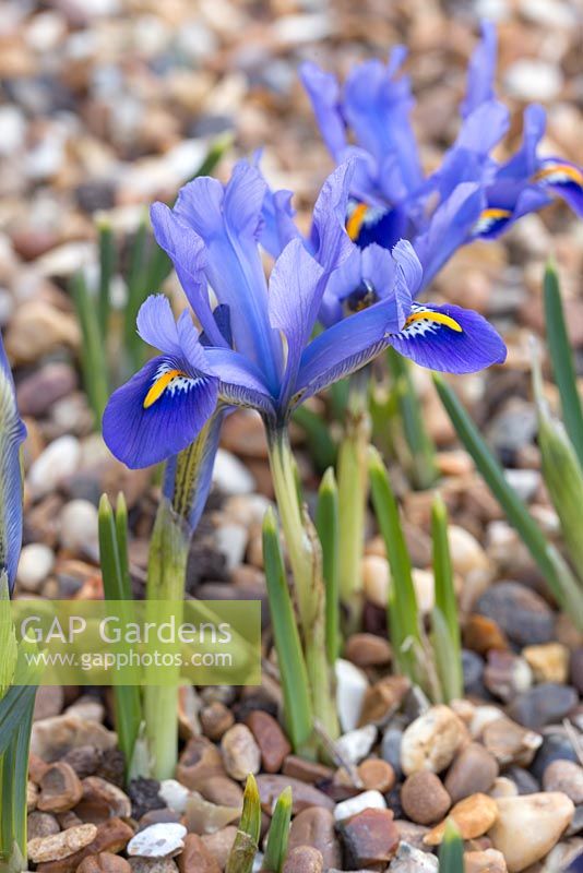 Iris reticulata 'Joyce'