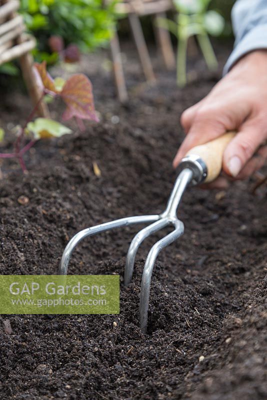 Utiliser un cultivateur à trois dents pour ameublir et préparer le sol pour semer les graines