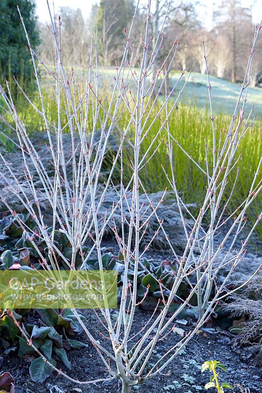Tiges d'hiver d'Acer Tegmentosum 'Valley Phantom' plantées de Microbiota Decussata avec des tiges de Cornus Sericea Flaviramea
