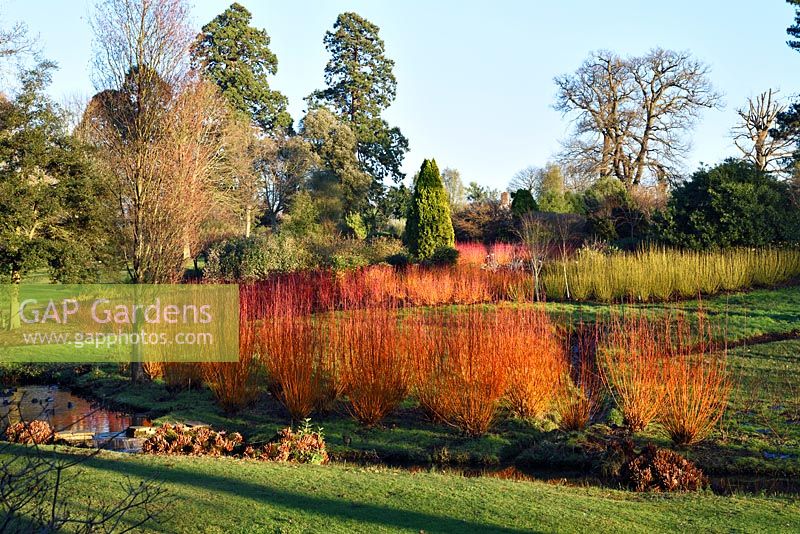 Cornus jaillit en février dans la lumière du soir. Savill Gardens Windsor. Cornus Sanguinea Anny Winter Orange et C. alba Sabirica