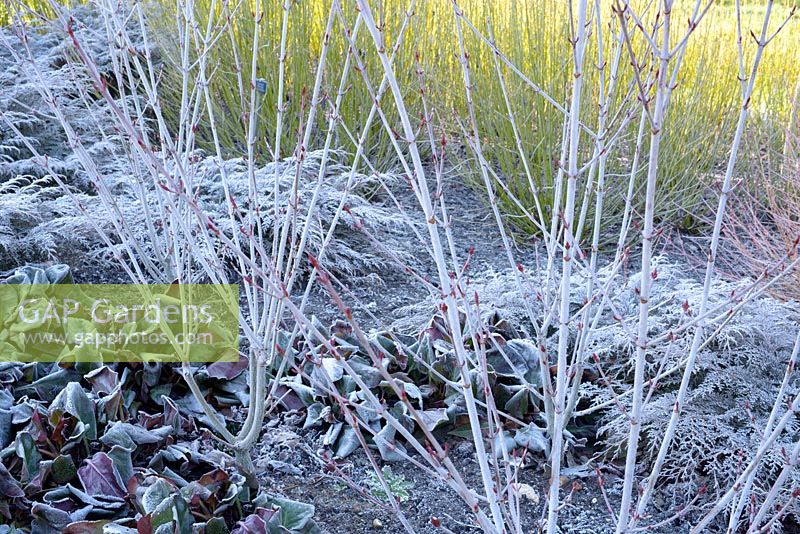 Tiges d'hiver couvertes de givre d'Acer Tegmentosum 'Valley Phantom' avec Microbiota Decussata et bergenia et tiges de cornus Sericea Flaviramea en toile de fond