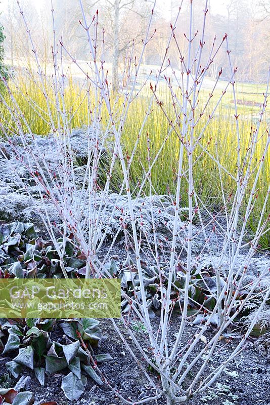 Tiges d'hiver couvertes de givre d'Acer Tegmentosum 'Valley Phantom' avec Microbiota Decussata et bergenia et tiges de cornus Sericea Flaviramea en toile de fond