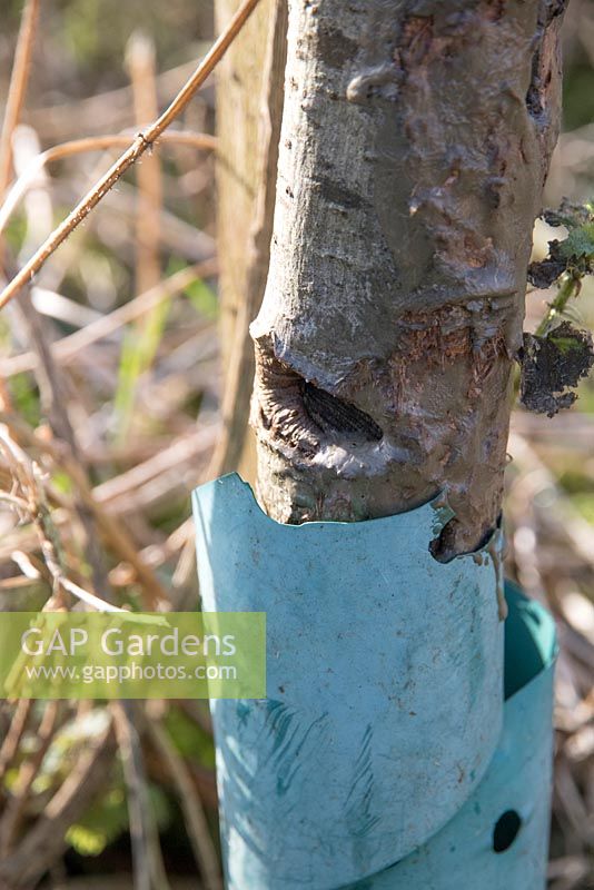 Dommages au tronc d'un jeune pommier causés par une débroussailleuse, un cal partiellement guéri et traité avec un pansement pour arbrex