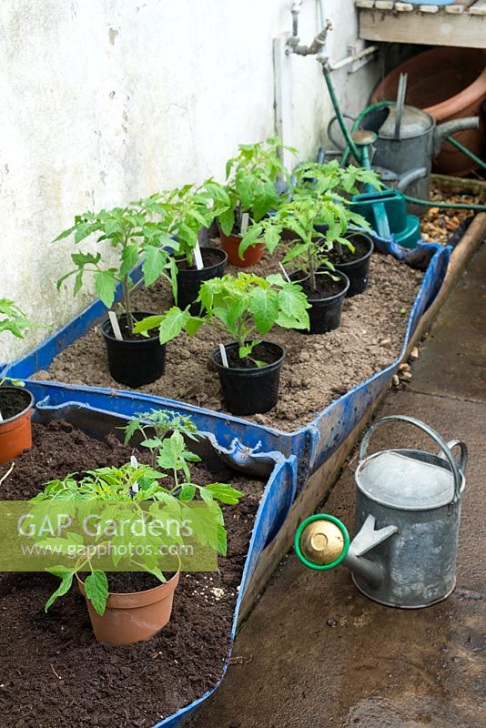 Parterre de serre avec des plants de tomates s'acclimatant avant d'être plantés en fûts de plastique coupés en deux.