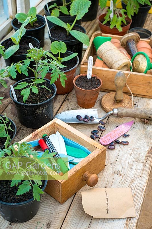 Sowing Runner Beans, une table de rempotage occupée comprenait des articles pour semer des graines, avec des pots de compost de semis de tomate établis
