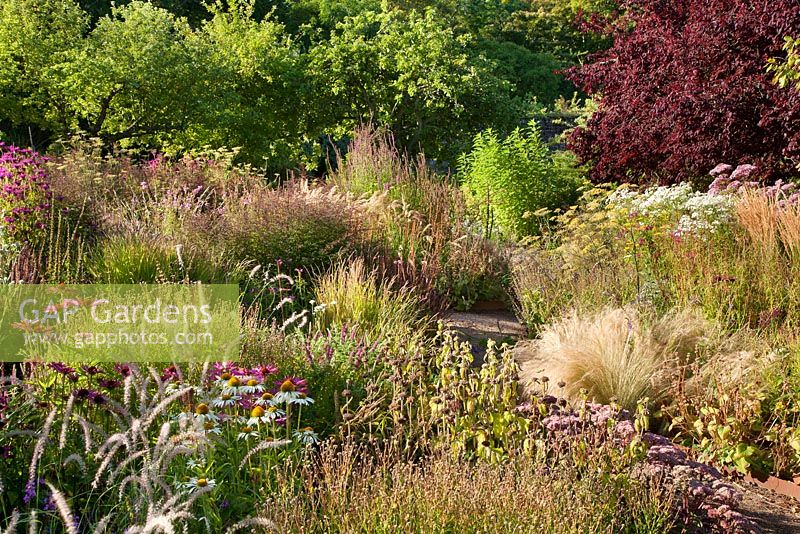 Jardin clos, Cambo, Fife, Scotland, UK. Plantation de style prairie à la fin de l'été avec des graminées ornementales, l'échinacée, le phlome, l'achillée, l'eupatorium, etc.