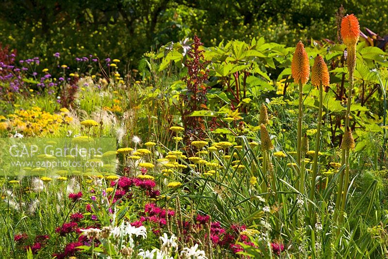 Jardin clos, Cambo, Fife, Scotland, UK. Plantation de style prairie à la fin de l'été avec achillées, monardes, kniphofia et chysanthèmes