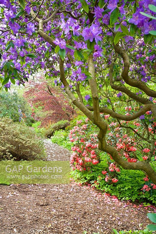 Rhododendron augustinii surplombant la voie dans le jardin boisé