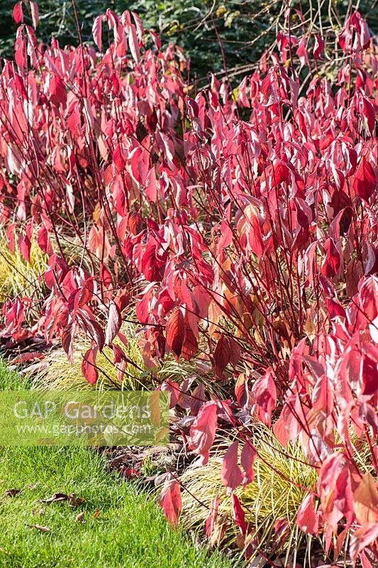 Cornus alba Baton Rouge sous-planté de Carex oshimensis 'Evergold' en novembre