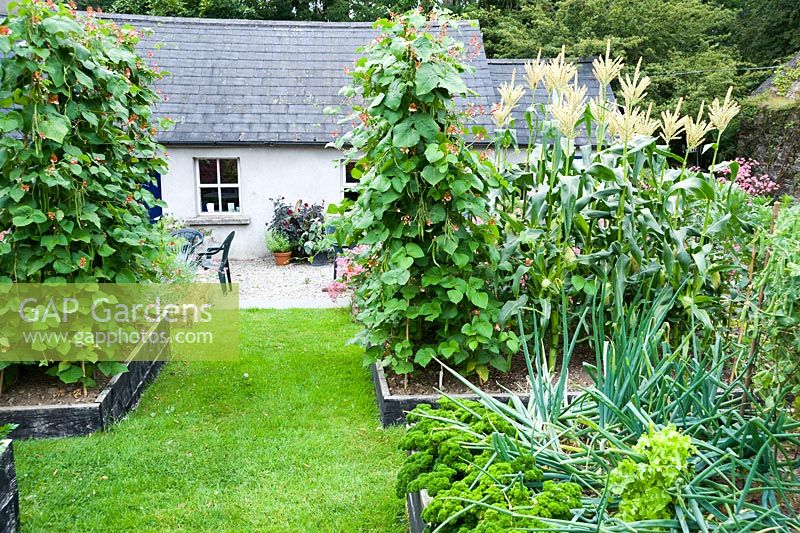Des parterres de fleurs surélevés entre la maison et le salon de thé sont utilisés pour cultiver une gamme de légumes et de salades, notamment des haricots, du maïs doux et du persil. Le Bay Garden, Camolin, Co Wexford, Irlande
