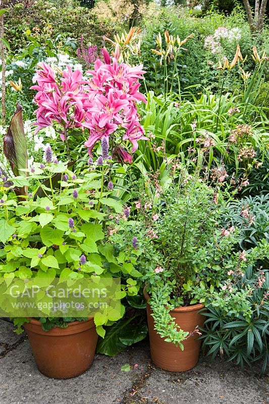 Les pots de vivaces et d'annuelles tendres près de la maison comprennent l'agastache, la Salvia microphylla 'Ribambelle' et les lys. Le Bay Garden, Camolin, Co Wexford, Irlande