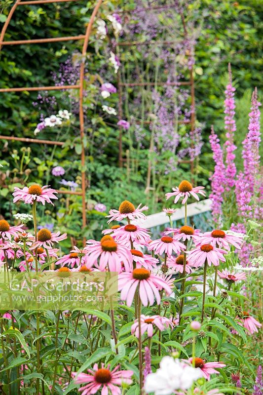 Échinacées au Jardin Sheila, une zone du jardin inspirée du jardin à la française d'un ami. Le Bay Garden, Camolin, Co Wexford, Irlande