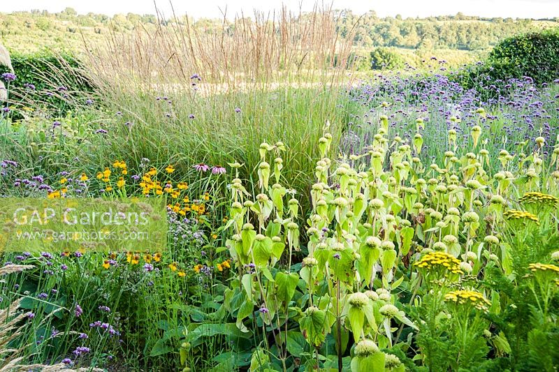 Le Barn Garden est un mélange d'herbes et de plantes vivaces à floraison tardive, notamment Phlomis russeliana, les héléniums, la Verbena bonariensis et la tanaisie à crête, Tanacetum vulgare var. crispum. Le Bay Garden, Camolin, Co Wexford, Irlande