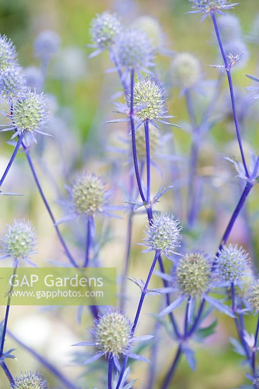 Eryngium planum 'Blaukappe '. The Bay Garden, Camolin, Co Wexford, Irlande