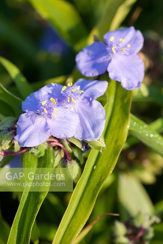 Tradescantia 'Ocean Blue '. Castle Hill, Barnstaple, Devon, Royaume-Uni