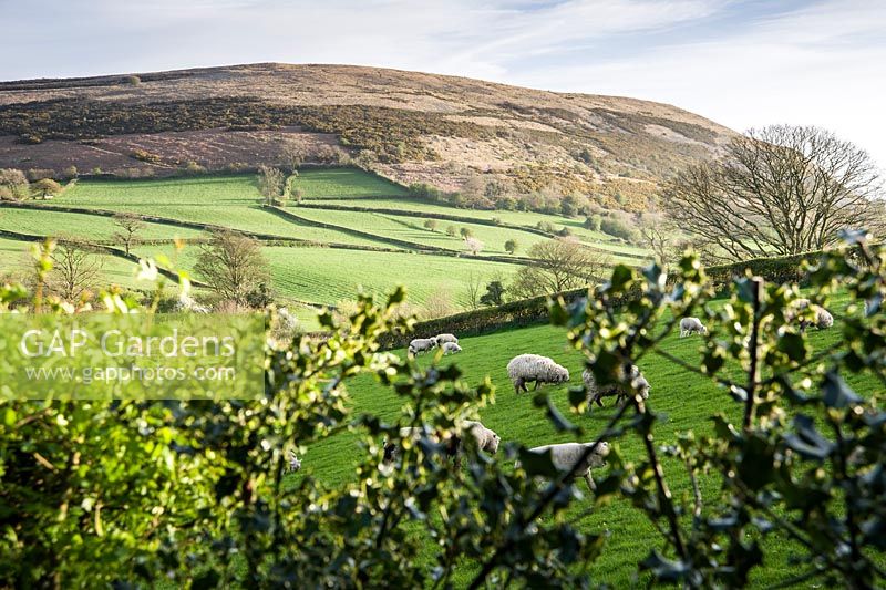 Les vues depuis le jardin atteignent Farleton Knot, à travers les terres agricoles où paissent les moutons. Cumbria, Royaume-Uni