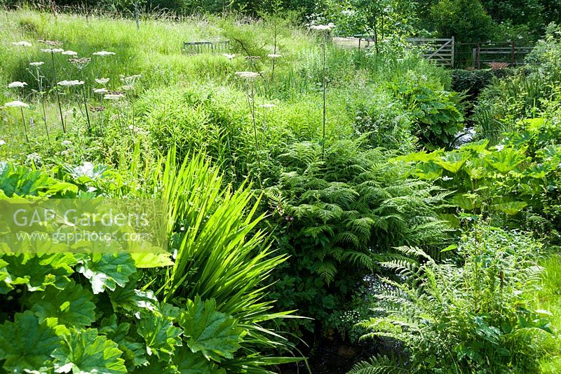 Le ruisseau Stansbatch traverse le jardin bordé d'amateurs d'humidité, dont Darmera peltata et les fougères. Upper Tan House, Stansbatch, Herefordshire, Royaume-Uni