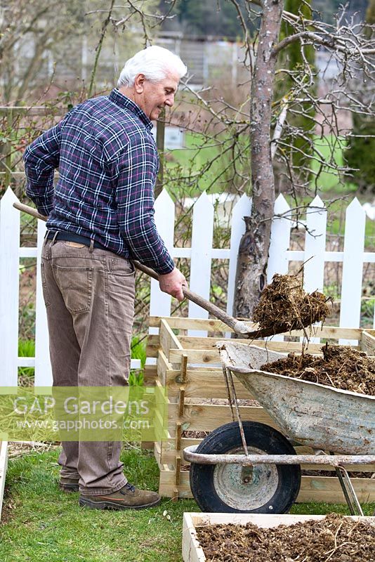 Construction de parterres surélevés dans un petit jardin. Homme remplissant un bac à compost de fumier de cheval. Il sera utilisé pour la culture de citrouilles.