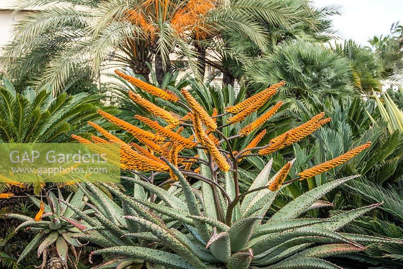Aloe marlothii en fleur. Hiver, Estepona, Espagne