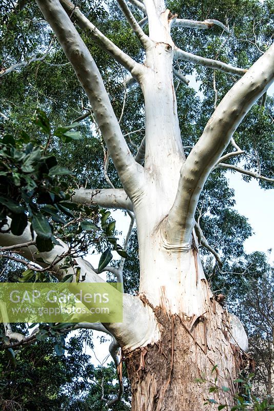Eucalyptus grandis - Gomme inondée, Gomme rose. Fin de l'été, Royal Botanic Garden Sydney, NSW, Australie