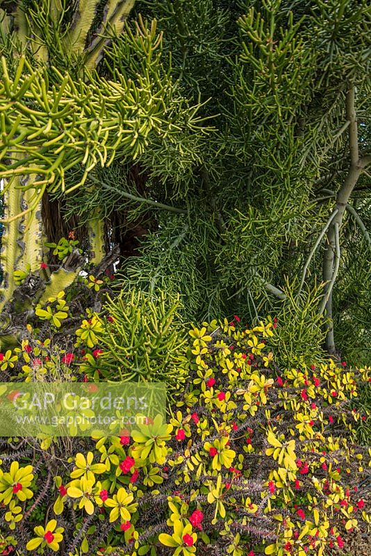 Euphorbia milii Couronne d'épines avec Euphorbia tirucalli Arbre à crayon. Hiver, Estepona, Espagne.