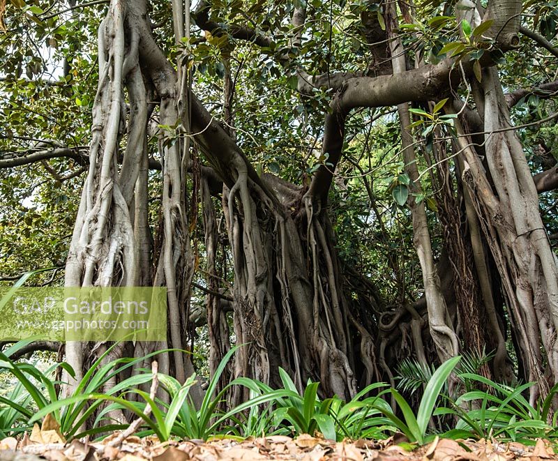 Ficus macrophylla f. columnaris. Fin de l'été, Royal Botanic Garden Sydney, NSW, Australie