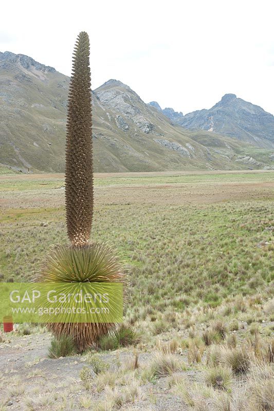 Puya raimondii, alias reine des Andes, titanka ou puya de Raimondi - Cordillère du Pérou. Parc national de Huascaran.