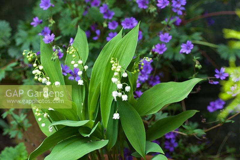 Convallaria Majalis - Lilly of the Valley, fleurs blanches en forme de cloche fortement parfumées avec des feuilles texturées cireuses à la fin du printemps