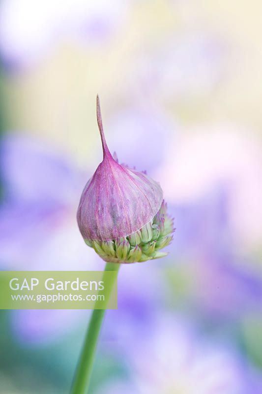 Allium umbilicatum - Ouverture de l'oignon sauvage au printemps - Mai - Surrey