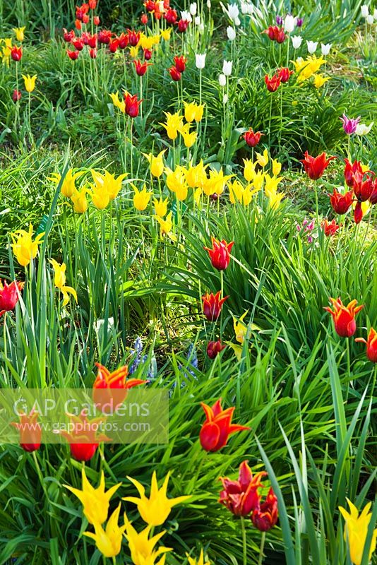 Prairie de tulipes Tulipa 'West Point' et Tulipa 'Queen of Sheba '. Weinheim, Hermannshof, Allemagne