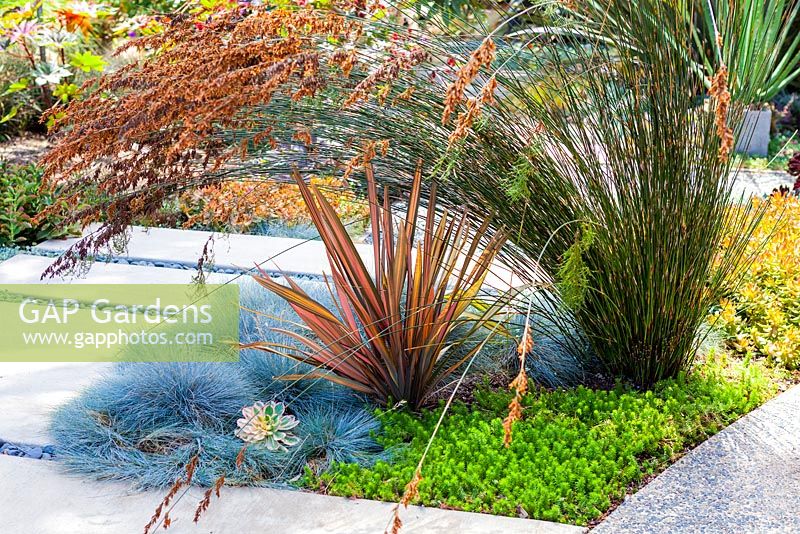 Portrait de Phormium Maori Sunrise planté de Festuca glauca et Sedum 'Angelina '. Jardin de Debora Carl, Encinitas, Californie, USA. Août.
