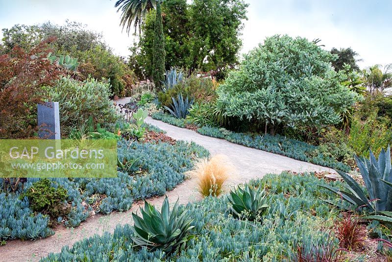Vue sur chemin serpentant à travers des parterres de fleurs mélangés contenant des plantes succulentes et des cactus. Jardin de Debora Carl, Encinitas, Californie, USA. Août.