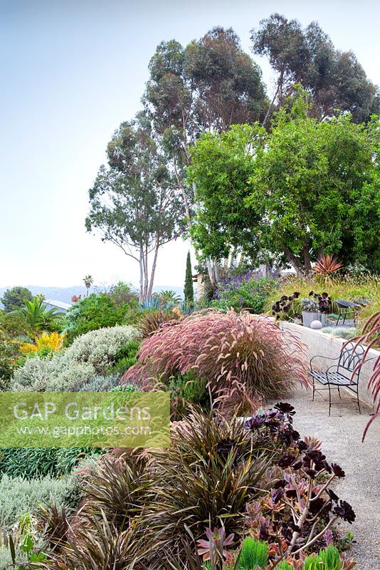 Vue du coin salon extérieur avec vue sur les graminées ornementales et les aeoniums. Jardin de Debora Carl, Encinitas, Californie, USA. Août.