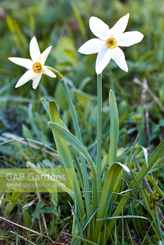 Narcissus poeticus radiiflorus. Alpes