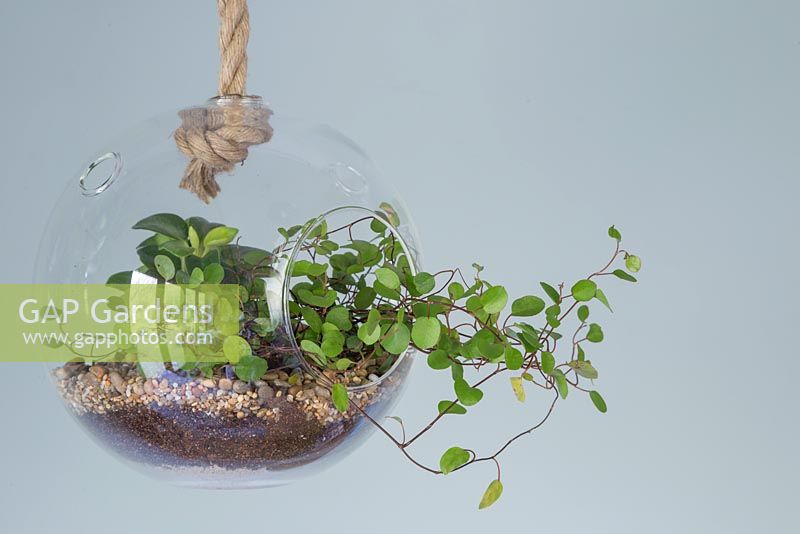 Un élégant terrarium en verre planté de Muehlenbeckia complexa suspendu à l'intérieur