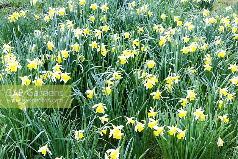 Narcissus obvallaris, syn. Narcissus pseudonarcissus ssp obvallaris - jonquille Tenby. Veddw House Garden, Monmouthshire, Pays de Galles du Sud. Jardin conçu et créé par Charles Hawes et Anne Wareham