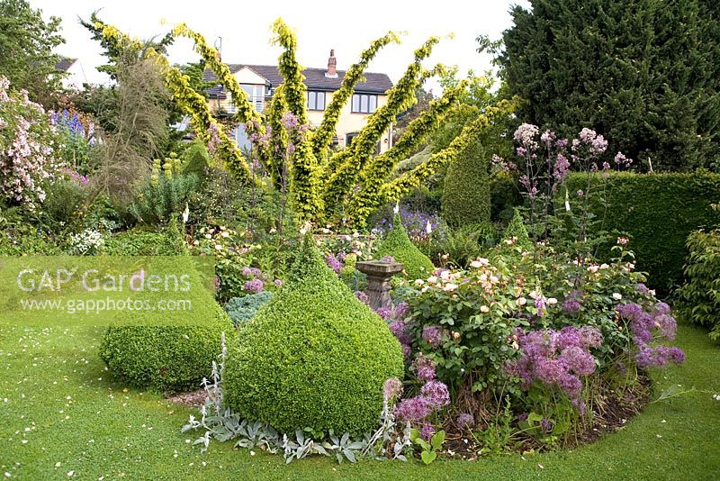 Parterre de fleurs au début de l'été avec des conifères, topiaire boîte pointue, Allium cristophii, Rosa 'Juliet', Thalictrum 'Elin '. Hillbark Garden, Yorkshire