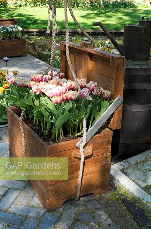 Boîte en bois avec tulipes roses. Jardin d'inspiration: l'âge d'or.