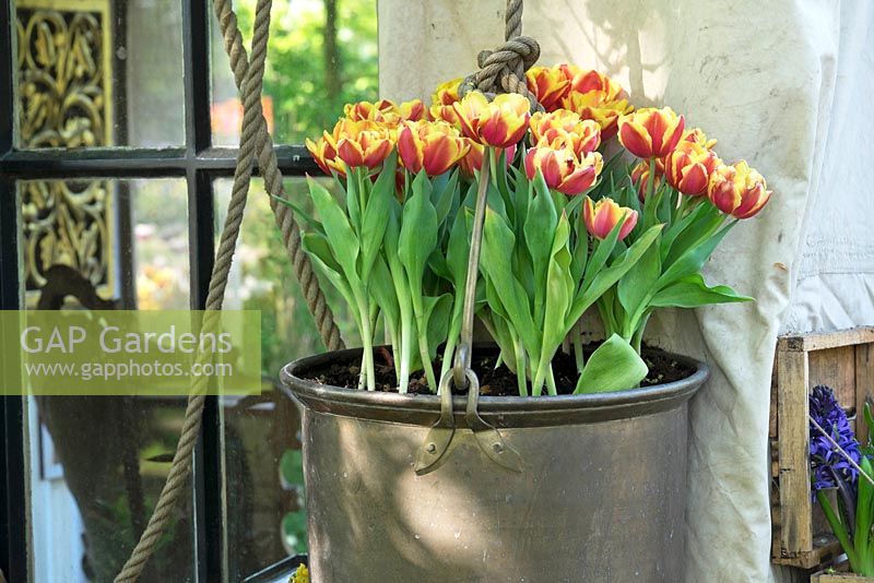 Bouilloire en cuivre remplie de tulipes rouge-jaune. Jardin d'inspiration: l'âge d'or.