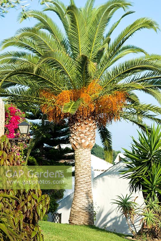 Phoenix canariensis, 'palmier dattier des Canaries'