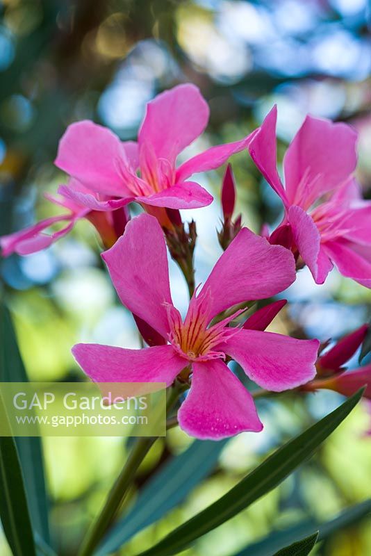 Nerium oleander - Fleur de laurier-rose