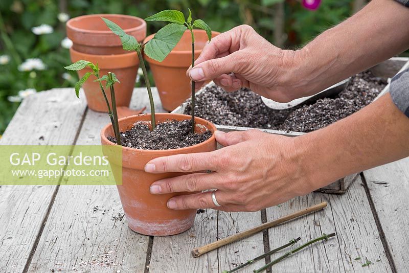 Plantez les boutures de Salvia dans un mélange de compost et de perlite, en vous assurant qu'elles sont également espacées