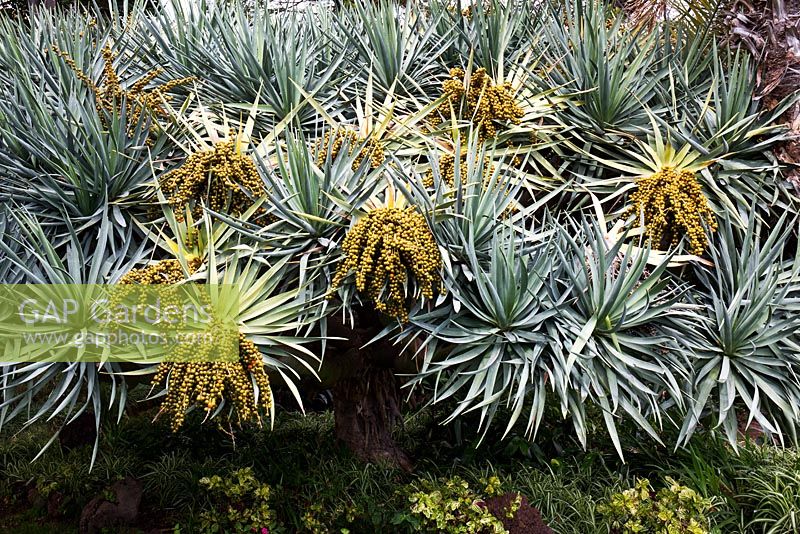 Dracaena draco - Dragon Tree. Jardins botaniques privés Quinta Splendida, Tenerife. Janvier.