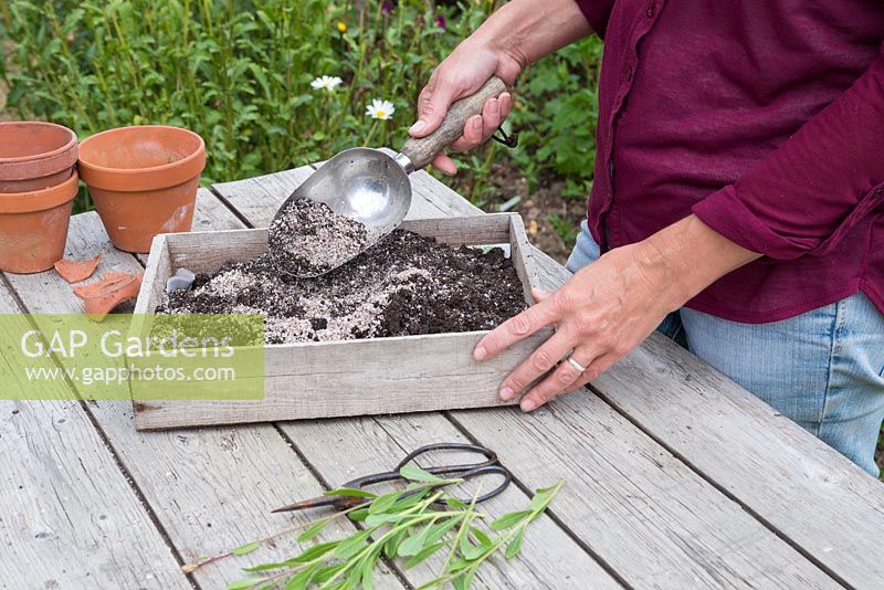 Mélanger le compost et la perlite pour planter les boutures