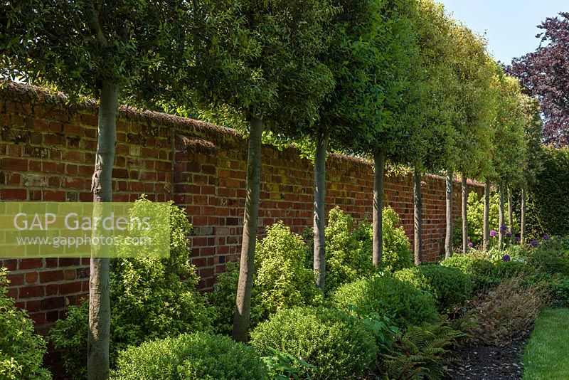 Mur de jardin avec Quercus ilex blanchi