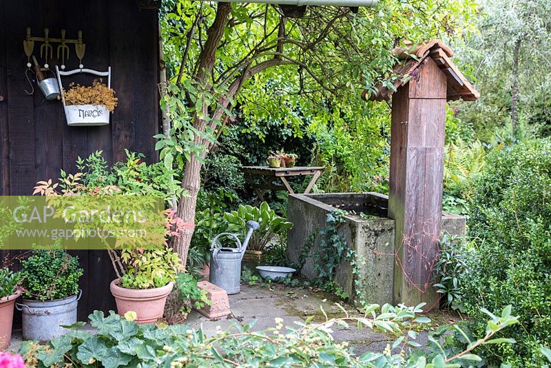 Plantes en pots et arrosoir avec arrosoir en étain, à côté d'un abri de jardin en bois. Les plantes sont Buxus, Hosta et Nandina domestica