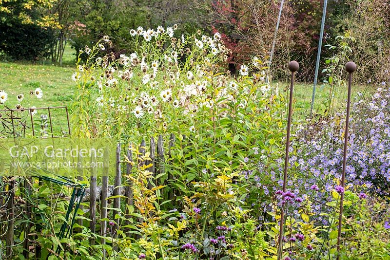 Jardin de campagne en automne avec piquets de bois et Aster laevis, Leucanthemella serotina et Verbena bonariensis