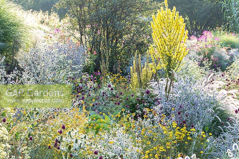 Plantation de steppe dans les jardins de Weihenstephan contenant Anthemis tinctoria, Eryngium giganteum, Eryngium planum 'Blaukappe', Pennisetum orientale et Verbascum olympicum