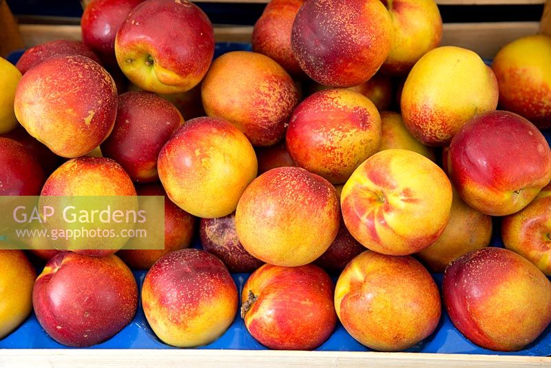 Nectarine - Prunus persica var. nucipersica, en vente sur un étal de marché.