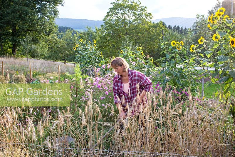 Katrin Schumann travaille son petit acre avec des fleurs et des légumes incrustés dans le paysage de la forêt bavaroise. Les plantes sont l'orge, Cosmos et Helianthus annus - tournesols